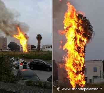 Palme bruciate vicino piazza XIII vittime, Wwf: "Intollerabile il grado di impunità raggiunto in città" - Mondopalermo.it