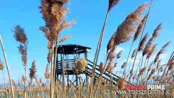 Ancora cinema in Fvg: la laguna di Grado e il Porto Vecchio nel nuovo film di Locatelli - TriestePrima