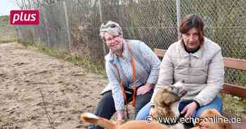 Öffentliche Hundewiese in Griesheim eröffnet - Echo Online