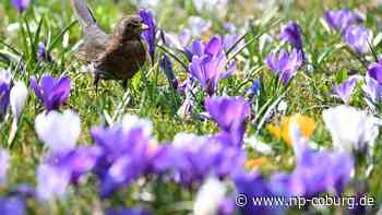 Wetter - Hochs bescheren Deutschland viel Sonnenschein - Neue Presse Coburg
