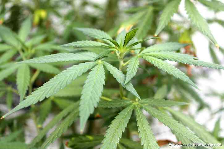 Study raises questions about risks of using medical marijuana for mood and anxiety disorders - Crossroads Today