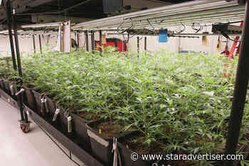 Editorial: More medical cannabis - Honolulu Star-Advertiser