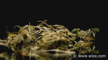 Pascagoula prepares for the business of medical marijuana - WLOX