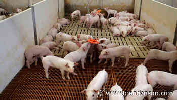 Maple Leaf recognized for innovation in animal welfare - The Brandon Sun