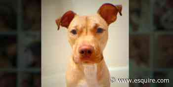 'Bad Vegan: Fama, fraudes y fugas': ¿Sigue vivo el perro Leon? - Esquire Spain