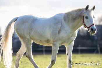Trauer um Internet-Wanderstute Jenny: Bekanntes Pferd eingeschläfert - TAG24