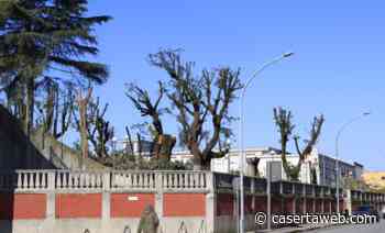 "Strage" di alberi e piante nella Villa Comunale di Capua, la lettera aperta del WWF di Caserta | - CasertaWeb