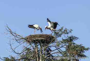 Frühlingsgefühle bei den Zootieren? - Heidelberg aktuell