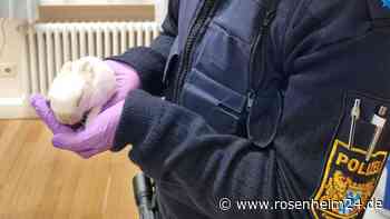 Priener Polizeistreife findet verletztes Baby-Kaninchen in Bad Endorf