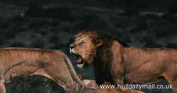 Horoscopes for the week ahead as Leos warned to avoid conflict - Hull Live