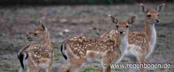 Rehkitzrettung Weinheim und Umgebung suchen Helfer - Regenbogen