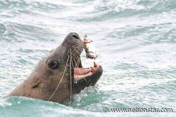 Pacific herring spawn spectacle surfaces along West Coast - Nelson Star