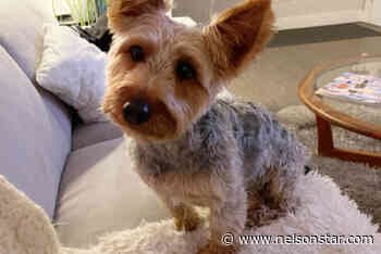 Owner's noisy charge saves 14-pound dog from BC cougar attack – Nelson Star - Nelson Star