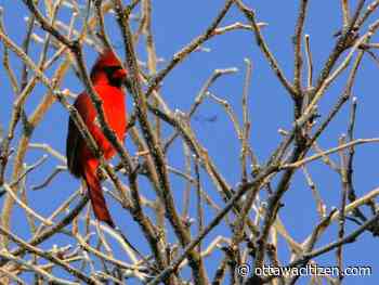 Weather: Continuing wet weather to welcome spring, high 4 C; power restored in Barrhaven