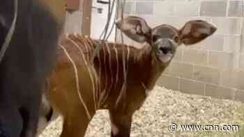 Meet Winston, a rare bongo born at the Denver Zoo