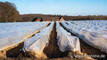 Bonn: Spargel-Saison im Rheinland gestartet - t-online