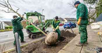Grüne Offensive: Bonn will noch viel mehr Bäume pflanzen - General-Anzeiger Bonn