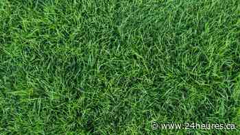 Le Colorado ne veut plus de pelouses vertes