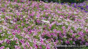 Grow with KARE: Top 10 annuals