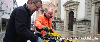 Traunstein: 15.000 Frühjahrsblüher werden in der Stadt verteilt - Traunsteiner Tagblatt