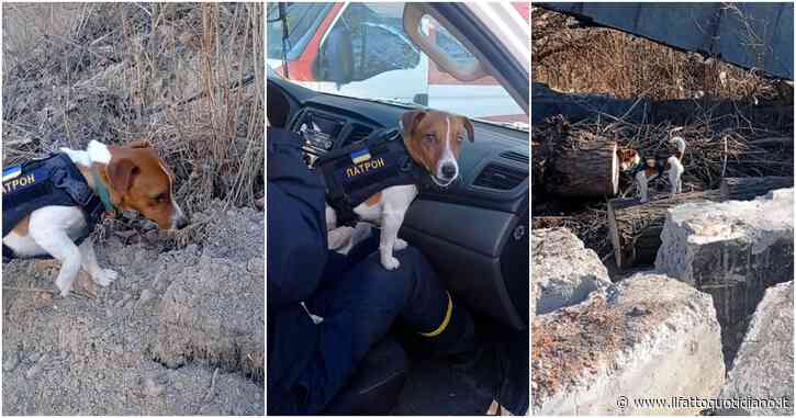 Guerra Russia-Ucraina, il cane degli artificieri di Kiev: il Jack Russel ha aiutato a trovare quasi 90 ordigni dall’inizio del conflitto