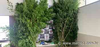 Plantação de maconha é descoberta em quintal de casa em Catu - Metro 1