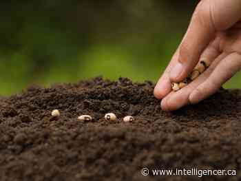 BRIEF: Ottawa Valley's 15th annual Seedy Sunday coming up on March 27 - Belleville Intelligencer