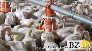 Bürgerinitiative kündigt Klage gegen Hähnchenmastbetrieb an