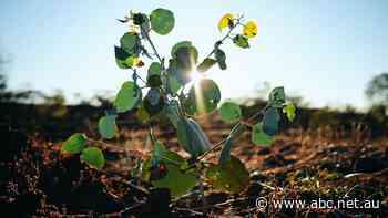 Carbon credit crunch sees some companies cash in on a multi-billion-dollar public windfall