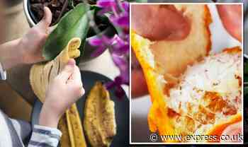 Houseplant hacks: Two leftover food items to give your plants a 'natural boost' - Express