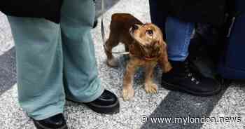 London volunteers deliver food to pets left behind by heartbroken families in Ukraine - My London