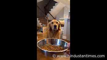 Dog comes running when it hears the sound of its food bowl. Watch adorable video - Hindustan Times