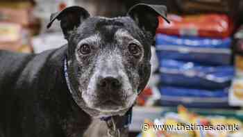 Pet food banks set up as cost-of-living crisis worsens - The Times