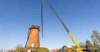 Roeden Oelegemse Stenen Molen weer op hun plaats - Het Laatste Nieuws