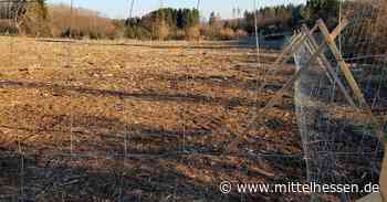 Stadt Haiger bittet Pflanzinteressenten um Anmeldung - Mittelhessen