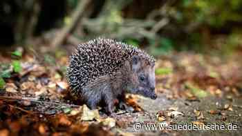 Tiere - Hilpoltstein - Igel erwachen aus dem Winterschlaf: Sichtungen melden - Bayern - Süddeutsche Zeitung - SZ.de