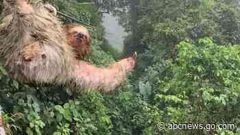 WATCH:  Boy collides with sloth while riding zipline in Costa Rica