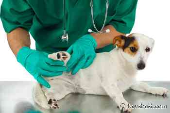 5 Best Pet Care Centre in Aurora, CO - Kev's Best