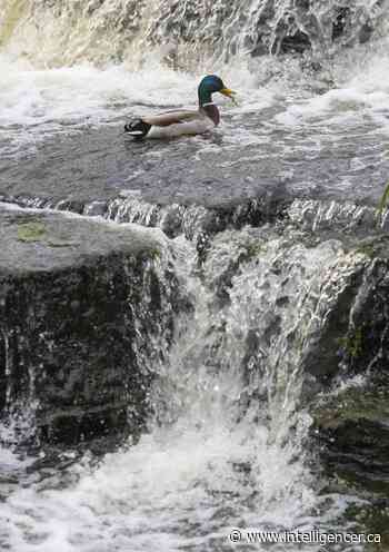 Quinte Conservation issues flood outlook statement - Belleville Intelligencer