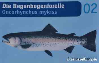 Forellen aus einem Teich in Lorch gestohlen - Rems-Zeitung
