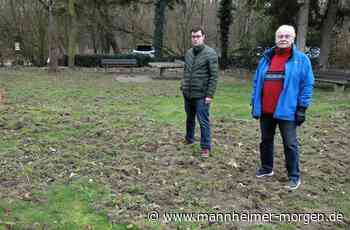 Wildschweine verwüsten Rasen - Mannheimer Morgen