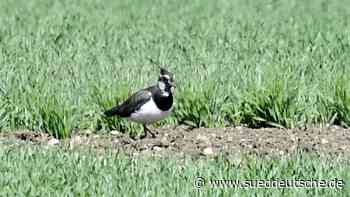 Vögel im Aubachtal: Angst um den Kiebitz - Starnberg - Süddeutsche Zeitung - SZ.de