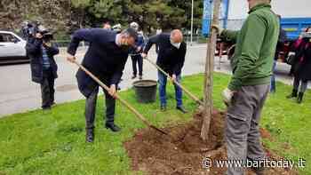 A Bari un bosco urbano in memoria delle vittime del Covid: piantato il primo albero a Japigia - BariToday