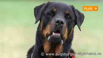 Prozess in Augsburg: Augsburger Hundehalterin vor Gericht: Rottweiler beißt den kleinen Happy | Augsburger Allgemeine - Augsburger Allgemeine