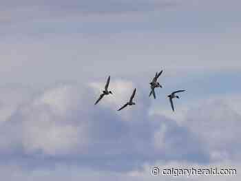 On the Road: Birds, bees - Calgary Herald