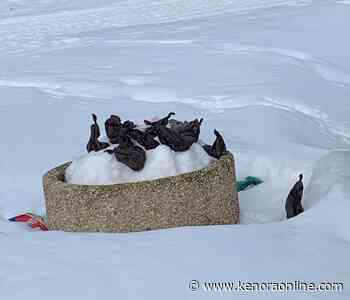 Littering of dog waste at Anicinabe Park becoming a issue - KenoraOnline.com