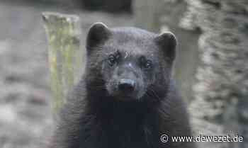Anonymer Spender in Springe verschenkt erneut 6000 Euro - auch ans Wisentgehege - Dewezet