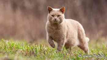Eggenfelden: Unbekannte scheren Fell von Katze - mysteriöser Fall beschäftigt Polizei - RND