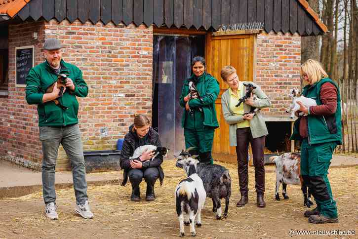 Babyboom in kinderboerderij Tivolipark: “Al acht geitjes geboren en er moeten nog dieren bevallen”