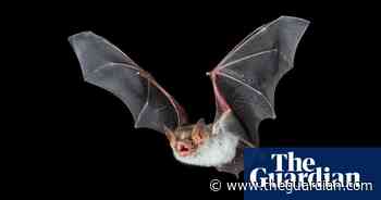 The bat, man: live animal prank causes flap in Austin cinema - The Guardian